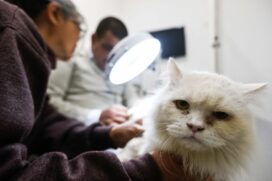 "Em caso de emergências, o melhor é levar ao 24h mais próximo de casa, tomando todos os cuidados, como lavar sempre as mãos, usar álcool em gel e máscaras. Na dúvida se é ou não um caso de emergência, o melhor é entrar em contato com um veterinário de co