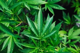 A resolução que dá espaço à venda de produtos derivados da Cannabis no país foi aprovada em dezembro de 2019