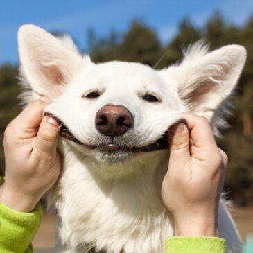 Swiss Shepherd dog smiles with man`s help