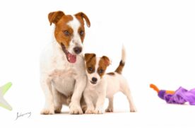 Devido &agrave; pandemia, o mercado foi aquecido no que diz respeito &agrave; ado&ccedil;&atilde;o e compra de pets