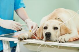 "Uma dose errada pode causar grande toxicidade, gastrites, &uacute;lceras, entre outros malef&iacute;cios, podendo, em casos extremos, comprometer algum &oacute;rg&atilde;o e at&eacute; levar &agrave; morte", explica a veterin&aacute;ria Carolin