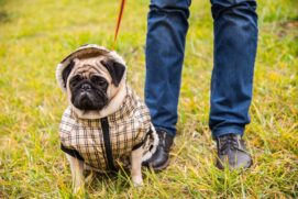 As roupas mais indicadas s&atilde;o as 100% algod&atilde;o, ou pelo menos forradas com este tipo de pano. Vale evitar ainda pe&ccedil;as com enfeites que possam ser arrancados e engolidos pelo animal e n&atilde;o se deve esquecer do conforto do pet