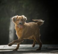 Nos centros de ado&ccedil;&otilde;es, voc&ecirc; pode encontrar c&atilde;es e gatos com diferentes portes, cores, pelagens e idades