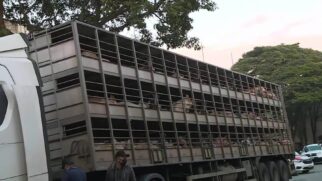 Caminhão que transportava porcos foi abordado por assaltantes