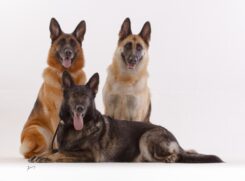 N&atilde;o deixe de levar regularmente seu c&atilde;o para um exame veterin&aacute;rio