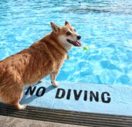 Para a veterin&aacute;ria Bianca Bennati, da cl&iacute;nica SPet da Cobasi, janelas, sacadas, port&otilde;es vazados, piscinas e escadas s&atilde;o os lugares que representam mais perigo para os pets em casa