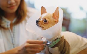 C&atilde;o sendo tratado por veterin&aacute;ria