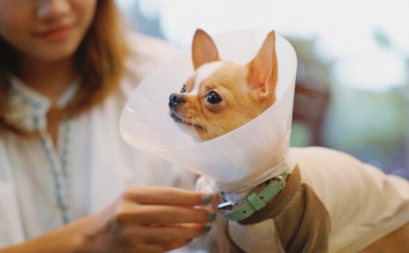 Cão sendo tratado por veterinária