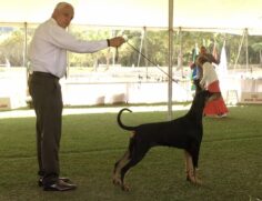 Handler &eacute; o nome dado ao profissional que apresenta os c&atilde;es nas exposi&ccedil;&otilde;es de beleza