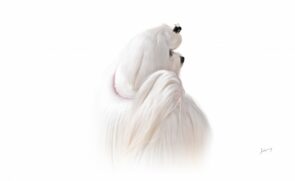 A dieta &eacute; muito importante que seja espec&iacute;fica para c&atilde;es miniaturas, pois tem caracter&iacute;sticas nutricionais bem diferentes das dos c&atilde;es maiores