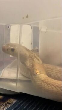 Serpente foi encaminhada ao Zoológico de Brasília pelo Instituto Brasileiro de Meio Ambiente (Ibama)