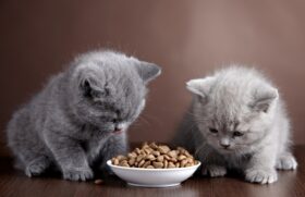 Gatos comendo
