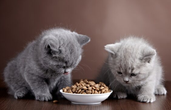 Gatos comendo