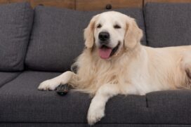 Com cenas de paisagens, de outros animais, m&uacute;sicas suaves, sons de beb&ecirc;, entre outros, al&eacute;m de cores ajustadas especialmente para o olhar dos c&atilde;es, a DogTV surgiu em 2012 prometendo deixar os animais mais felizes e relaxados