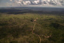 O desmatamento na Amazônia aumentou 25% no primeiro semestre deste ano , segundo o Inpe