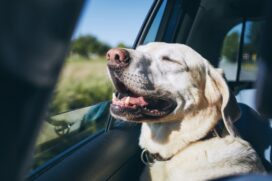 Cachorro viajando de carro