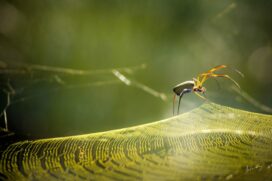 A grande maioria das aranhas com veneno potente n&atilde;o fazem teias, ficam sempre abrigadas em locais isolados, entre as cascas das &aacute;rvores e sob folhas secas durante o dia