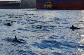 Golfinhos acompanharam navio