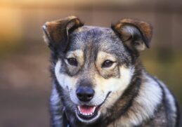 Os vira-latas costumam ser muito inteligentes e adapt&aacute;veis, portanto, com os est&iacute;mulos corretos ser&aacute; mais f&aacute;cil trein&aacute;-los a fazer xixi no lugar certo, por exemplo. "Por serem muito inteligentes, os c&atilde;es poss
