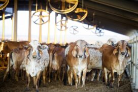 Neste ano, em função da pandemia da Covid-19, a Secretaria de Agricultura e Abastecimento prorrogou os prazos para vacinação de bovinos e bubalinos contra a febre aftosa