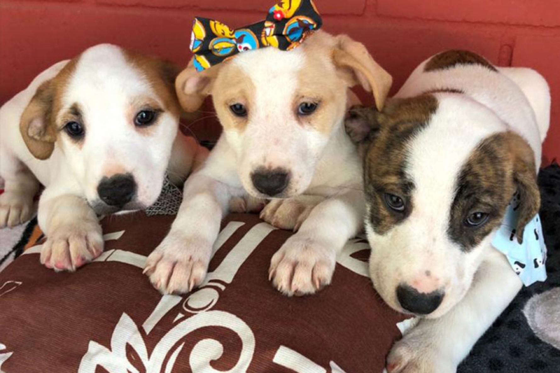 Os filhotes de aproximadamente dois meses, dois machos e uma fêmea, já foram vermifugados, vacinadose microchipados