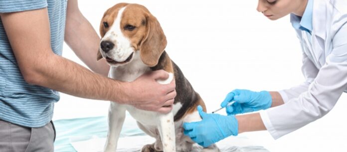 Para realizar a vacinação nos pets é necessário apenas se dirigir ao local.