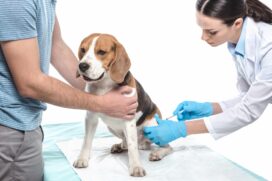 Entre os anos de 2010 e 2019, ocorreram 17 casos de raiva em gatos e 11 casos em c&atilde;es no estado de S&atilde;o Paulo