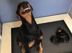 Higiene oral nos cães