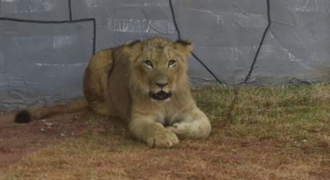 O animal, batizado como Madiba, foi rejeitado pela mãe e desde então é criado por seres humanos, na mamadeira