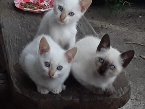 Se voc&ecirc; pretende ter um gatinho como bicho de estima&ccedil;&atilde;o, a primeira provid&ecirc;ncia &eacute; colocar telas nas janelas de casas e apartamentos, garantindo assim, a seguran&ccedil;a do seu pet