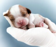 Filhote de cachorro