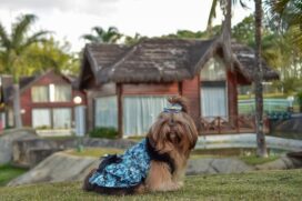Entre os cuidados com os animais em viagem, especialistas destacam a maior higieniza&ccedil;&atilde;o das patas para que o c&atilde;o n&atilde;o carregue o v&iacute;rus para dentro do ambiente