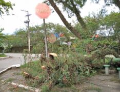 Tanto no canteiro central, como nas demais vias, falta de poda de árvores está tirando o sono dos moradores