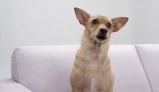 O cachorro vira-lata caramelo foi muito pedido para estampar a nova nota