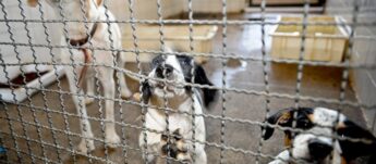 A pena por maus-tratos aos animais é a detenção de três meses a um ano, além de multa