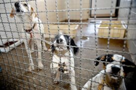 O Senado aprovou projeto de lei que pune autores de maus-tratos contra c&atilde;es e gatos
