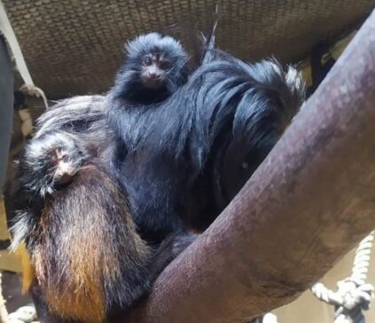 De acordo com um censo realizado em 2019, existem apenas 61 animais da espécie em cativeiro