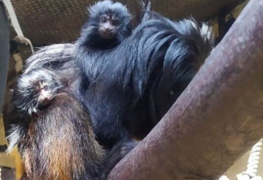 Quando falamos em bioética, há ainda outros fatores a considerar, como a promoção do bem-estar animal e de uma vida sem crueldade como valores fundamentais para a promoção de uma sociedade compassiva e ética