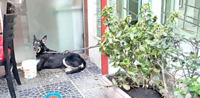 De acordo com a lei, os animais poderão ser presos em situações em que os meios de contenção estejam impossibilitados