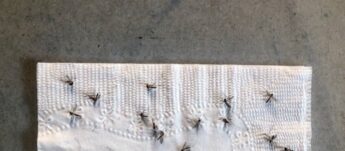Centenas de mosquitos foram analisados e mais de 20 milhões de dados sobre suas trajetórias de voos foram registrados