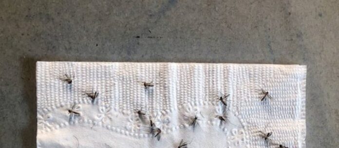Centenas de mosquitos foram analisados e mais de 20 milhões de dados sobre suas trajetórias de voos foram registrados