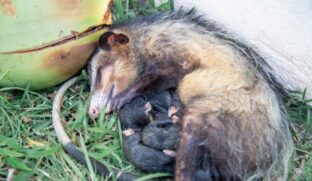 Gambá e seus filhotes estão acuados antes do resgate