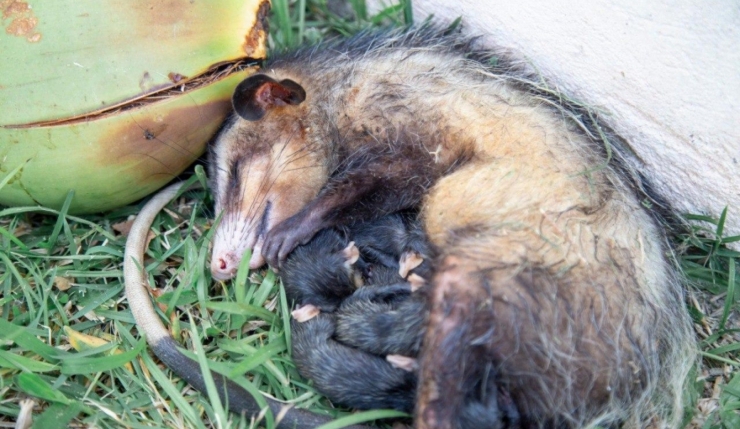 Gambá e seus filhotes estão acuados antes do resgate