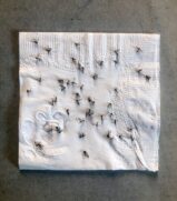 Portal de Atendimento da Prefeitura de São Paulo 156 recebeu 526 reclamações sobre mosquitos nas duas primeiras semanas de setembro