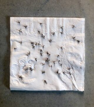 Portal de Atendimento da Prefeitura de São Paulo 156 recebeu 526 reclamações sobre mosquitos nas duas primeiras semanas de setembro