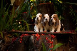 Alguns c&atilde;es s&atilde;o muito dependentes e deix&aacute;-los sozinhos por muito tempo acarretara algumas doen&ccedil;as como ansiedade e depress&atilde;o