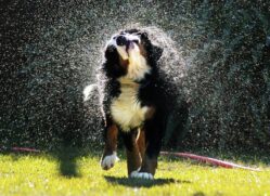 Insetos podem afetar seu cão