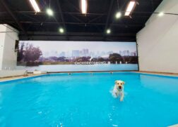 O parque, cercado e monitorado, contar&aacute; com uma piscina de 120 m&sup2;,a maior piscina pet indoor do mundo, petshop, &aacute;rea de grooming (uma t&eacute;cnica de tosa, est&eacute;tica e beleza animal), espa&ccedil;o de secagem e playground