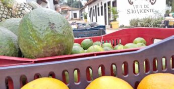 Alimentos ainda em bom estado poderão ser recebidos por pessoas e entidades caso Banco de Alimentos seja aprovado e criado