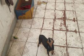 De acordo com os policiais, o lugar estava em péssimas condições de higiene